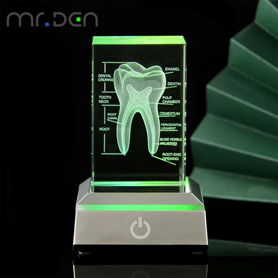 الأسنان ثلاثية الأبعاد محفورة  - مراجعة Paper Weight Crystal وسعره