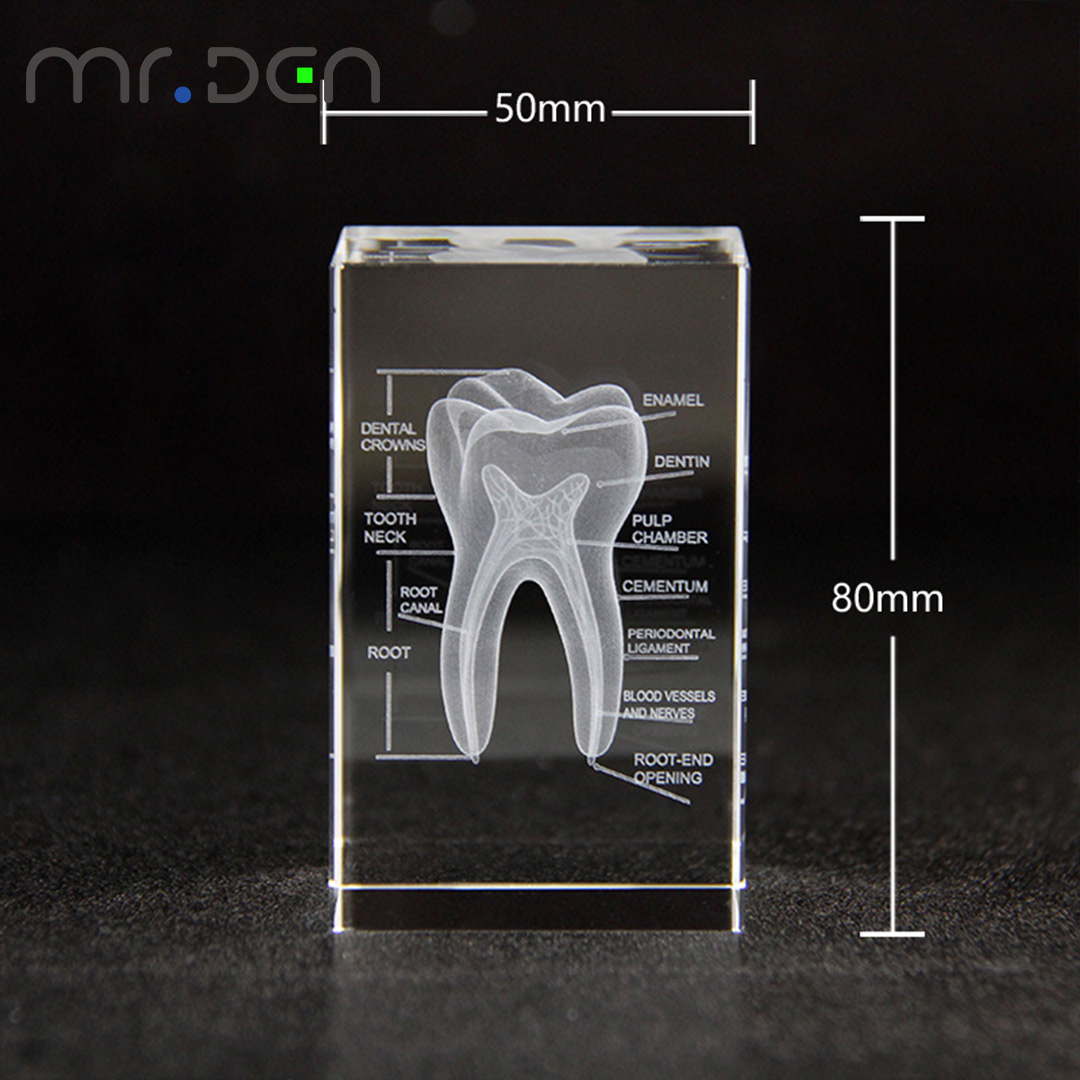 الأسنان ثلاثية الأبعاد محفورة  - مراجعة Paper Weight Crystal وسعره