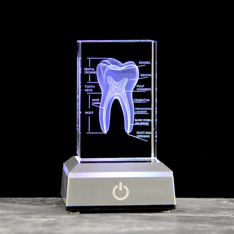 الأسنان ثلاثية الأبعاد محفورة  - مراجعة Paper Weight Crystal وسعره
